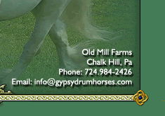 Gypsy Horses, Gypsy horse, Gypsy Horses for sale, Gypsy Vanners, Drum Horses