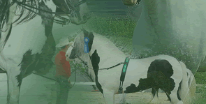 Gypsy Horses, Gypsy horse, Gypsy Horses for sale, Gypsy Vanners, Drum Horses