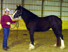 Drum Horse Ebony out of Earnshaw Ideal and Molly