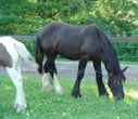 Drum Horse gelding, Zeus. 2004