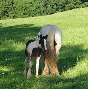 Drum Horse Genivee out of OMF's Bonny adn CM Guinness