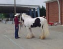 Gypsy Horse Stallion, Slainte and Daniel wait to participate in the stallion parade at Equine Extravaganza in Virginia