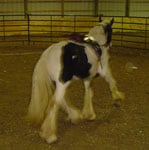 Apollo, Drum Horse, working