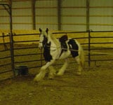 Apollo working in side reins