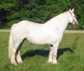 Drum Horse Blue Bell, one of a handful of "Blue and White" Drum Horses in the states.