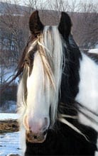 Gypsy Horse mare, Bonny. Winter of 2003