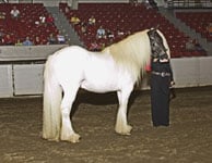 Boromir and Rhonda line up for the judge at the Ohio State Gypsy Vanner Horse show, Aug 2005