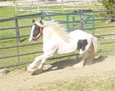 Gypsy Vanner gelding, Boromir getting his first training lesson.