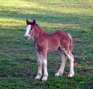 Clydesdale Filly, Dallis out of Old Mill Farm's Clydesdale mare, Lady.