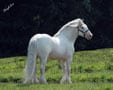 Gypsy Vanner stallion, 4 time champ, Cobalt