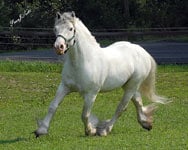 Gypsy Vanner Stallion, Cobalt
