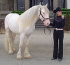 Gypsy Vanner Stallion, Cobalt and Vonnie get ready for the Gypsy Horse breed demo.