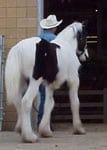 Drum Horse colt, Apollo Equine Affaire Ohio 2004