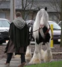Gypsy Horse, Gypsy Vanner Stallion, Slainte. Equine Affaire Ohio, 2005