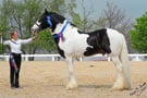 Chew Mill Guinness. 1st Drum Horse in the states! KY GH & DH Classic, Drum Horse Champion