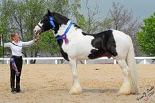 Guinness, squared up, showing very minimal front leg slightly behind the verticle, but still acceptable. Very nice hind leg placement.