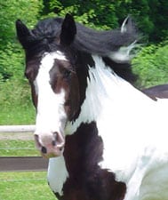 Drum Horse, Chew Mill Guinness