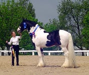 Chew Mill Guinness, first Drum Horse to enter the states!