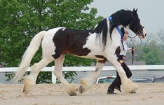 Guinness, showing perfect placement of his hindend reach in regards to his front end.