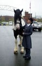 Vonnie Lepley with Chew Mill Guinness at Equine Affaire in Mass.