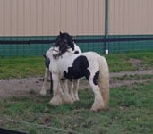 Gypsy Horse Slainte and Drum Horse Guinness, out for a play date!