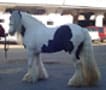 Gypsy Horse stallion, Slainte. 2005 Ohio State Fair Supreme Grand Champion Vanner.