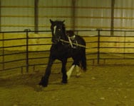 Zeus, Drum Horse gelding. Lunging exercises