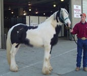 Drum Horse colt, Apollo Equine Affaire Ohio 2005