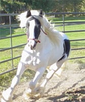 Boromir, Gypsy Horse gelding one week after coming over from England.