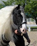 Gypsy Vanner Stallion, Cobalt