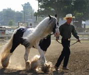 Slainte, in hand at the trot, showing nice diagonal, 2 beat movement, with good reach from behind.