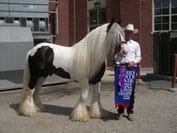 Gypsy Horse, Slainte winning Supreme Grand Champion Vanner