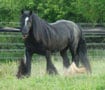 Legendary Gypsy Stallion, Tonka.