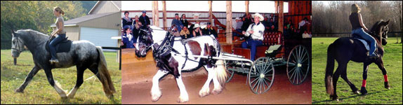 Three year old Drum stallion, Killian, 4 year old Vanner Mare, Molly. 3 year old Friesian gelding, Keenan.