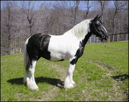 Gypsy Horse mare, Molly 2003