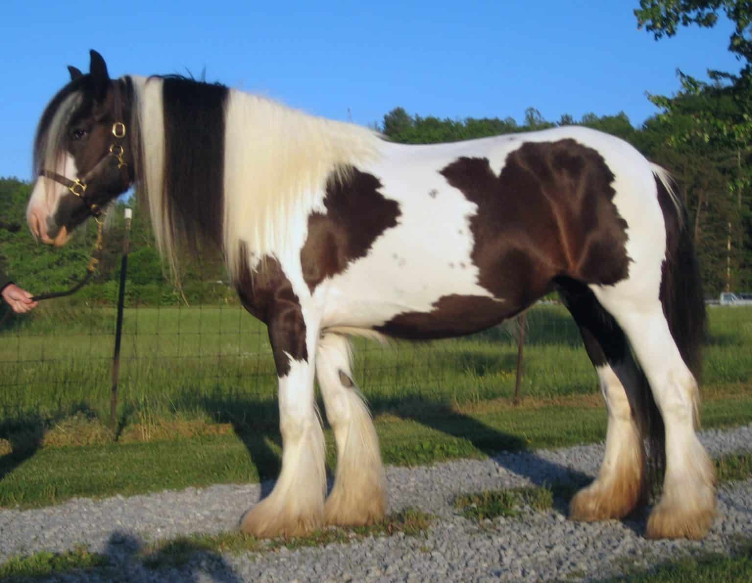 gypsy vanner plush