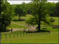 Old Mill Farm's rear paddocks.