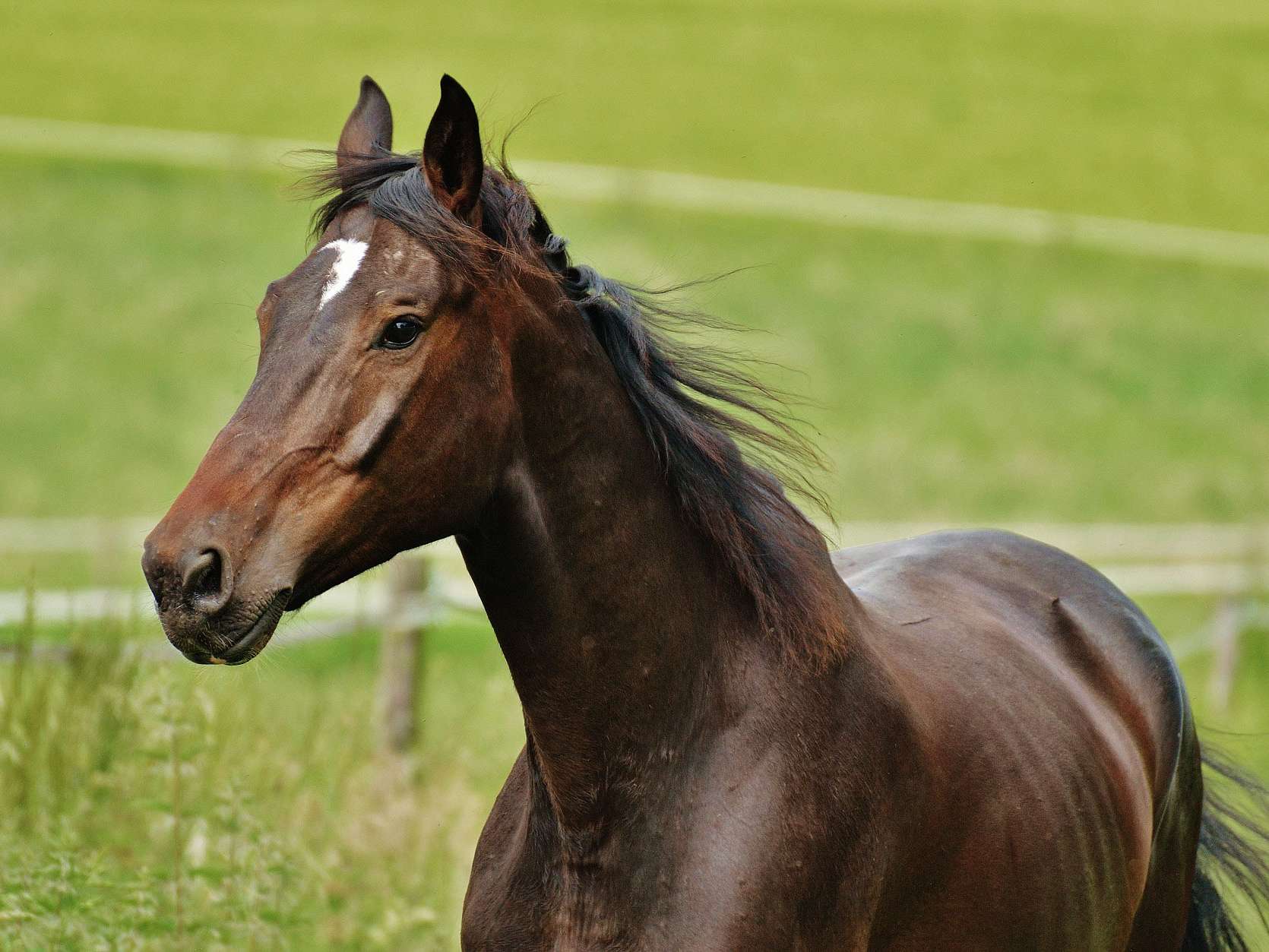 breeding-info-guinness-gypsy-drum-horses